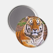 Sibirischer Tiger Magnet (Vorderseite/Rückseite)