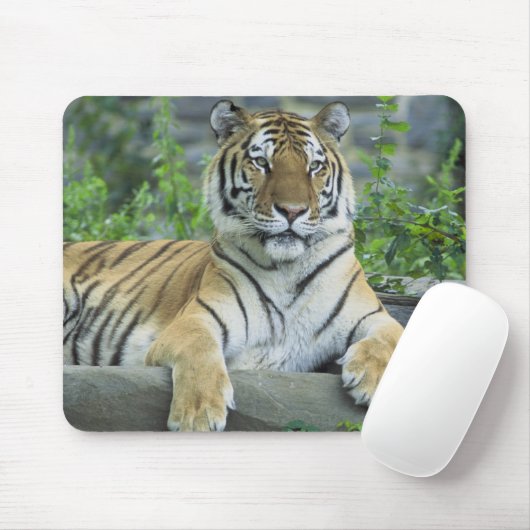 Sibirischer Tiger Mousepad (Mit Mouse)