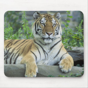 Sibirischer Tiger Mousepad