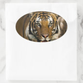 Sibirischer Tiger Ovaler Aufkleber (Tasche)