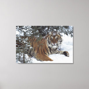 Sibirischer Tiger (Panthera der Tigris Altaica) Leinwanddruck