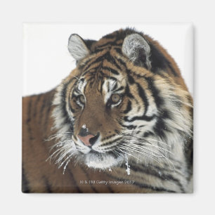 Sibirischer Tiger (Panthera der Tigris Altaica) Magnet
