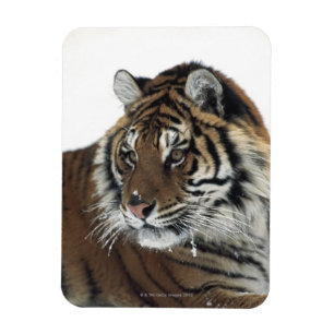 Sibirischer Tiger (Panthera der Tigris Altaica) Magnet