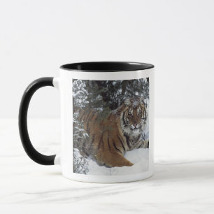 Sibirischer Tiger (Panthera der Tigris Altaica) Tasse