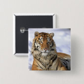 Sibirischer Tiger, Panthera tigris altaica, Asien Button (Vorne & Hinten)