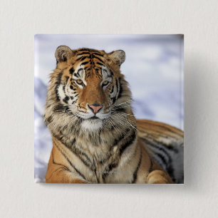 Sibirischer Tiger, Panthera tigris altaica, Asien Button