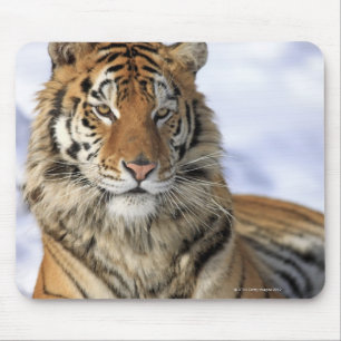 Sibirischer Tiger, Panthera tigris altaica, Asien Mousepad