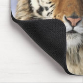 Sibirischer Tiger, Panthera tigris altaica, Asien, Mousepad (Ecke)