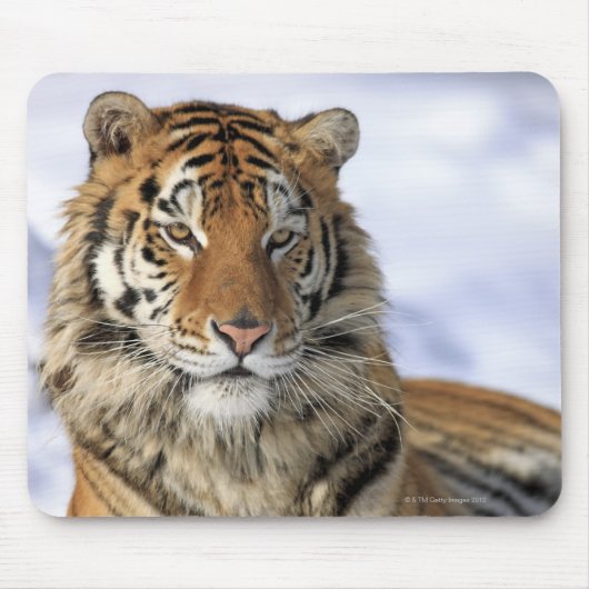 Sibirischer Tiger, Panthera tigris altaica, Asien, Mousepad (Vorne)