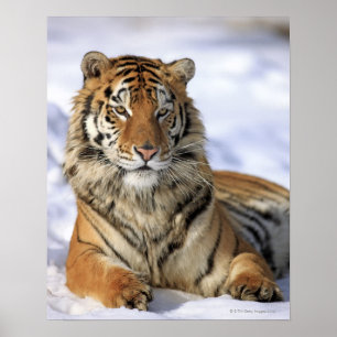 Sibirischer Tiger, Panthera tigris altaica, Asien, Poster