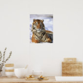 Sibirischer Tiger, Panthera tigris altaica, Asien Poster (Küche)