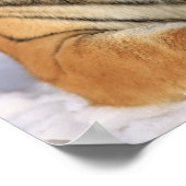 Sibirischer Tiger, Panthera tigris altaica, Asien Poster (Ecke)
