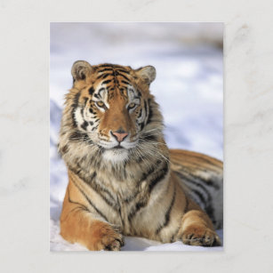 Sibirischer Tiger, Panthera tigris altaica, Asien Postkarte