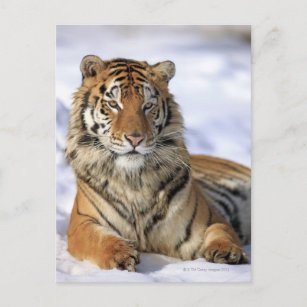 Sibirischer Tiger (Panthera tigris altaica) Asien Postkarte