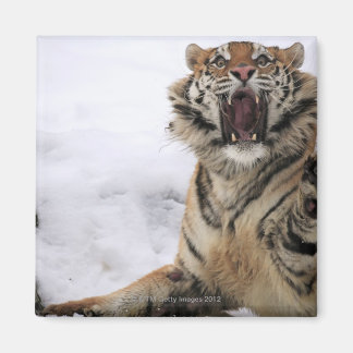 Sibirischer Tiger (Panthera tigris altaica) Magnet
