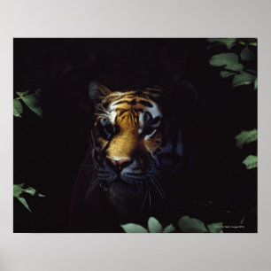 Sibirischer Tiger (Panthera Tigris Altaica) Peers Poster