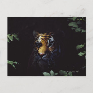 Sibirischer Tiger (Panthera Tigris Altaica) Peers Postkarte