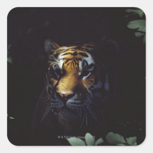 Sibirischer Tiger (Panthera Tigris Altaica) Peers Quadratischer Aufkleber