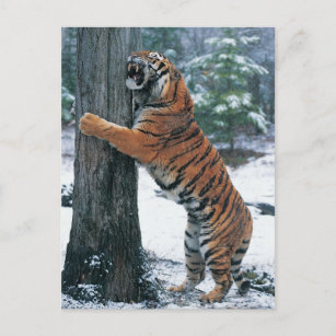 Sibirischer Tiger (Panthera tigris altaica) Postkarte