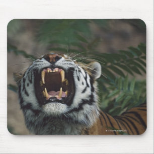 Sibirischer Tiger (Panthera Tigris) Fangzähne Mousepad