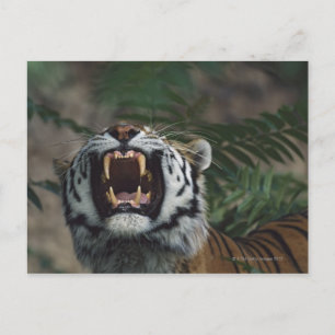Sibirischer Tiger (Panthera Tigris) Fangzähne Postkarte
