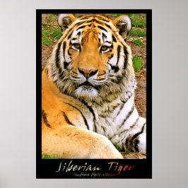 Sibirischer Tiger Poster