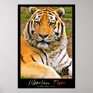 Sibirischer Tiger Poster
