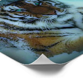 Sibirischer Tiger Poster (Ecke)