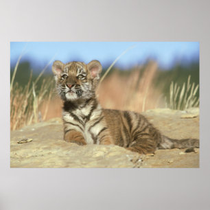 Sibirischer Tiger Poster