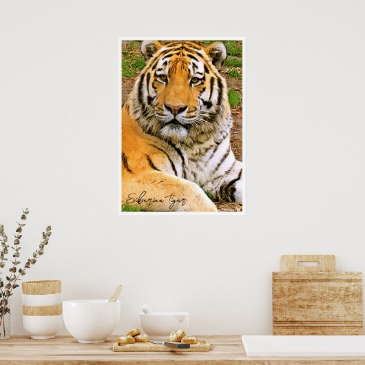 Sibirischer Tiger Poster (Küche)