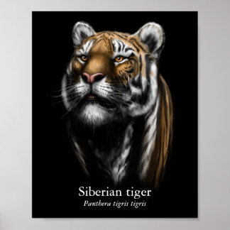 Sibirischer Tiger Poster (Halbglanz)