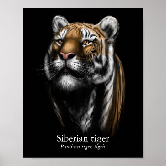 Sibirischer Tiger Poster (Halbglanz) (Vorne)