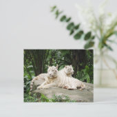 Sibirischer Tiger Postkarte (Stehend Vorderseite)