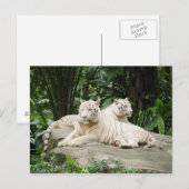 Sibirischer Tiger Postkarte (Vorne/Hinten)
