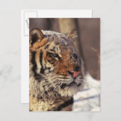 Sibirischer Tiger Postkarte (Vorne/Hinten)
