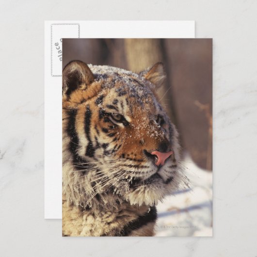 Sibirischer Tiger Postkarte (Vorne/Hinten)