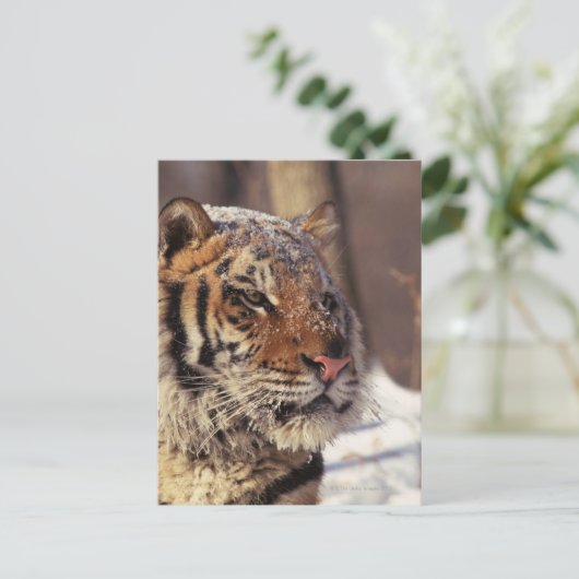 Sibirischer Tiger Postkarte (Stehend Vorderseite)