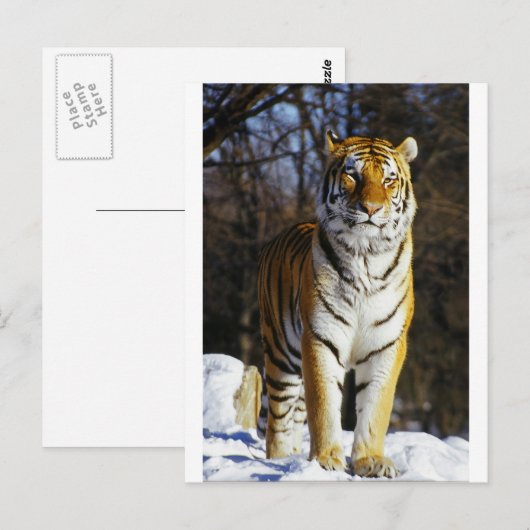 Sibirischer Tiger Postkarte (Vorne/Hinten)