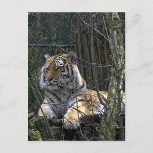 Sibirischer Tiger Postkarte (Vorderseite)