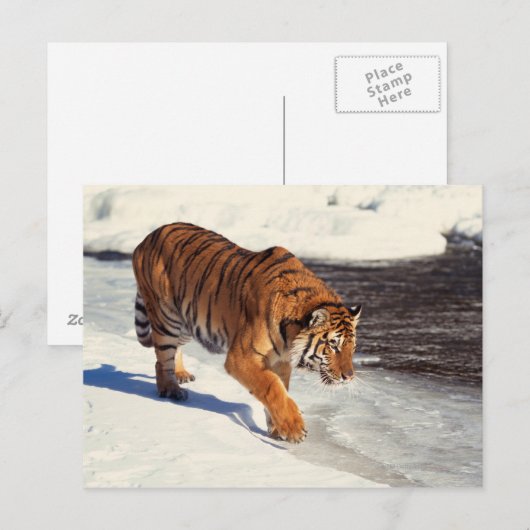 Sibirischer Tiger Postkarte (Vorne/Hinten)
