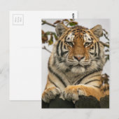 Sibirischer Tiger Postkarte (Vorne/Hinten)