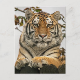 Sibirischer Tiger Postkarte