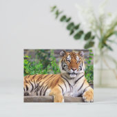 Sibirischer Tiger Postkarte (Stehend Vorderseite)