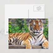 Sibirischer Tiger Postkarte (Vorne/Hinten)