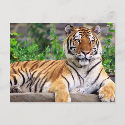 Sibirischer Tiger Postkarte (Vorderseite)