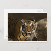 Sibirischer Tiger Postkarte (Vorne/Hinten)