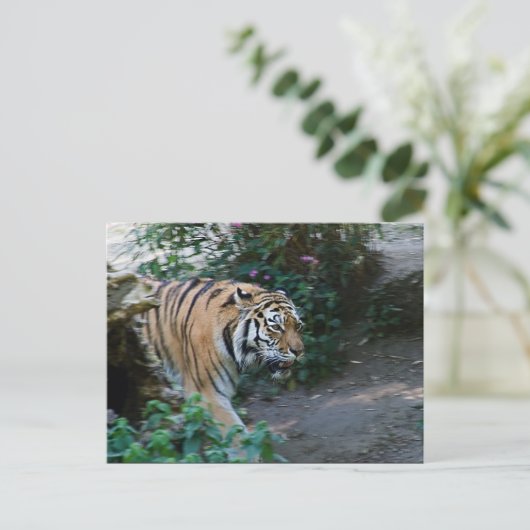 Sibirischer Tiger Postkarte (Stehend Vorderseite)
