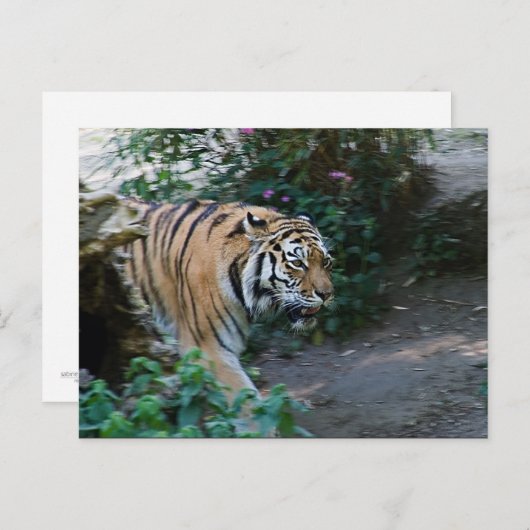 Sibirischer Tiger Postkarte (Vorne/Hinten)