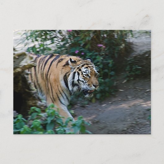 Sibirischer Tiger Postkarte (Vorderseite)