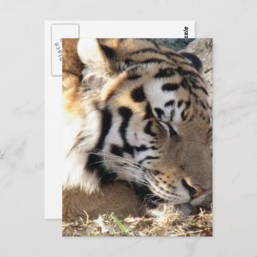 Sibirischer Tiger Postkarte (Vorne/Hinten)